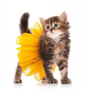kitten-yellow-tutu
