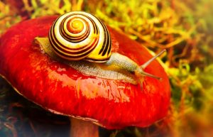 Windows 10 End of life will cause your staff to move as slow as this snail if you don't upgrade!